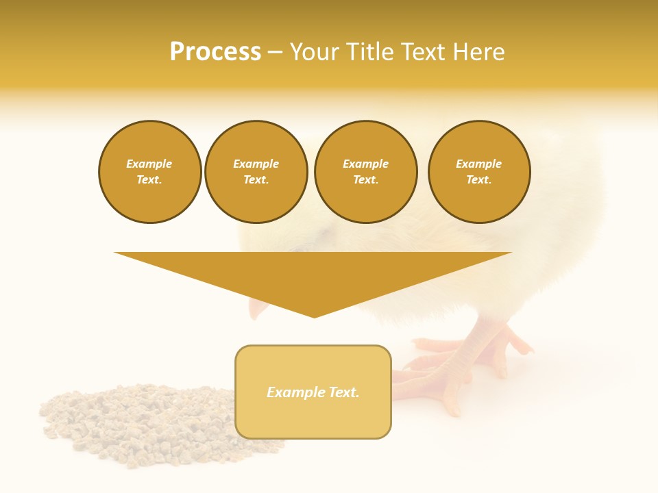 Chick Feed Hen PowerPoint Template