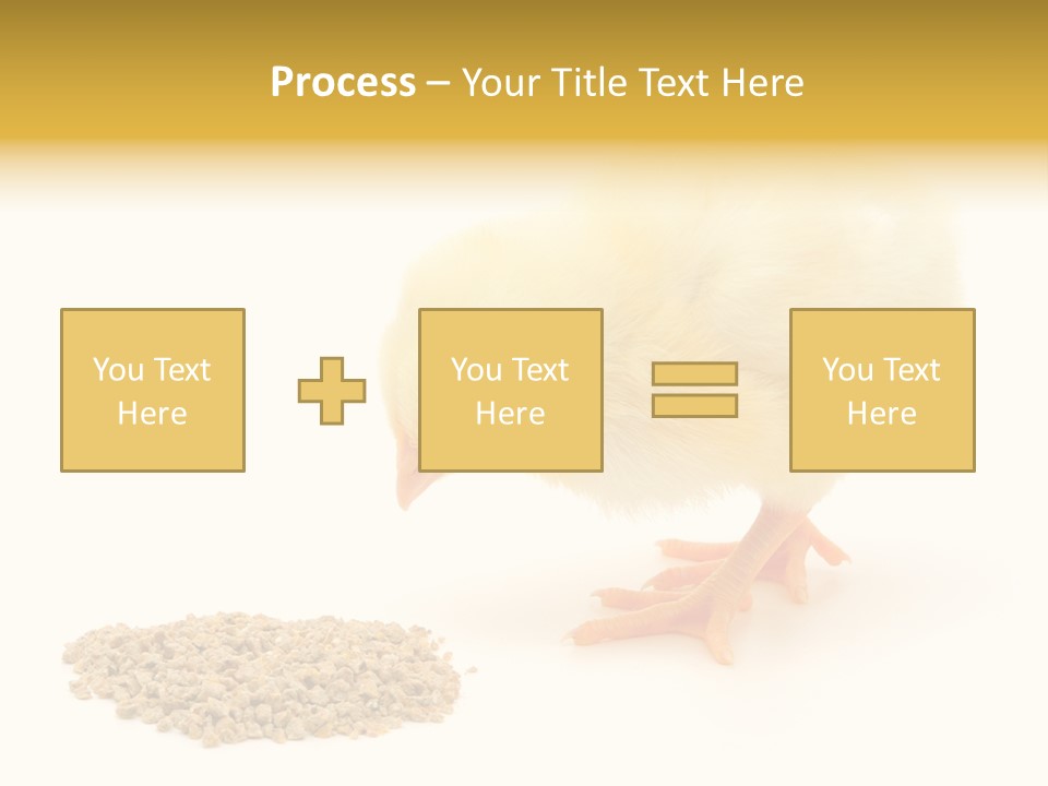 Chick Feed Hen PowerPoint Template