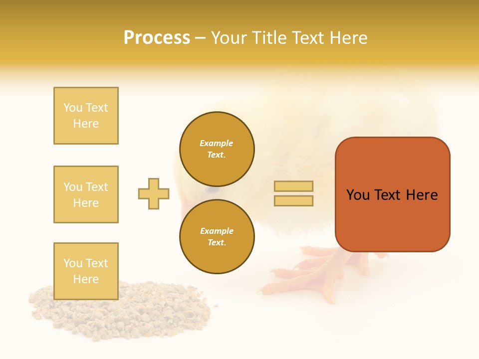 Chick Feed Hen PowerPoint Template