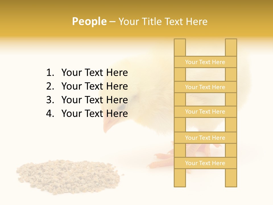 Chick Feed Hen PowerPoint Template
