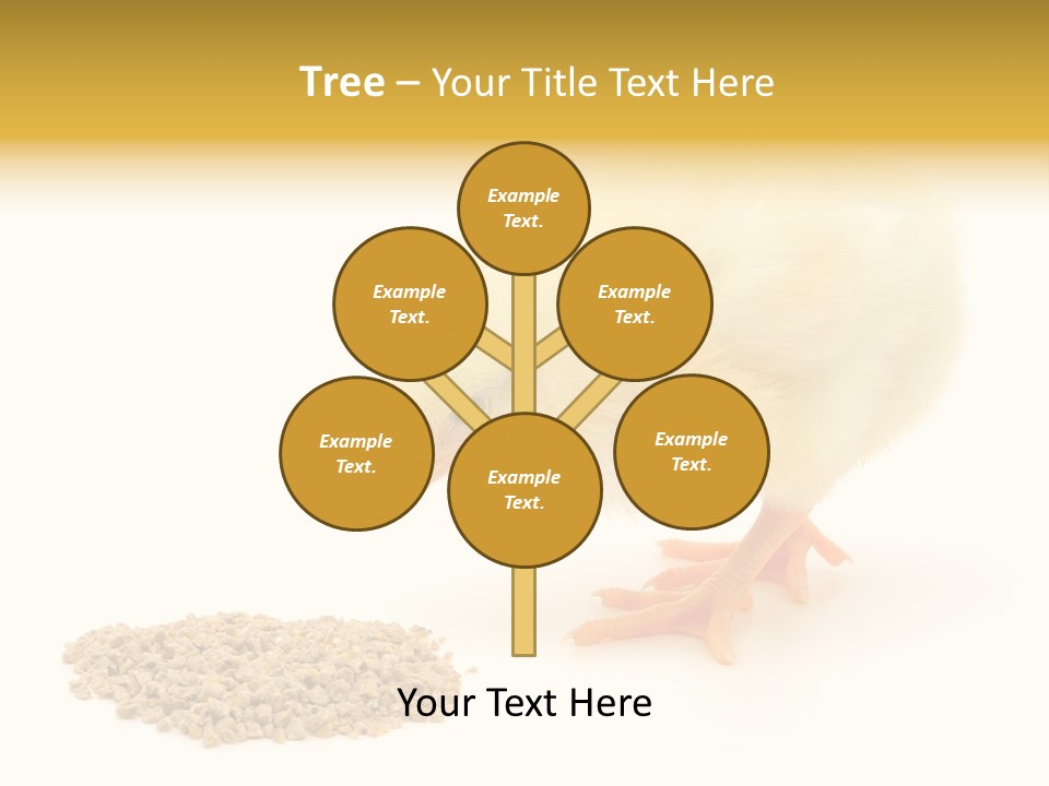 Chick Feed Hen PowerPoint Template
