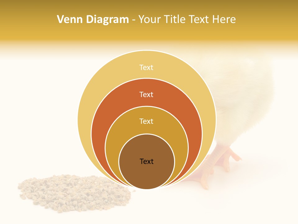 Chick Feed Hen PowerPoint Template