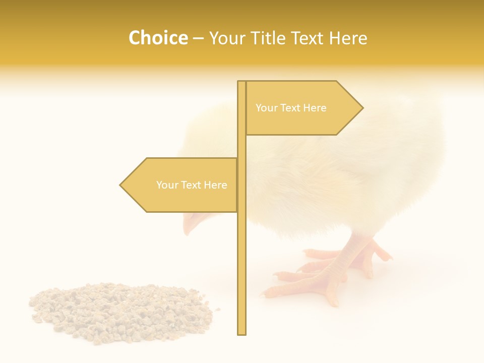 Chick Feed Hen PowerPoint Template