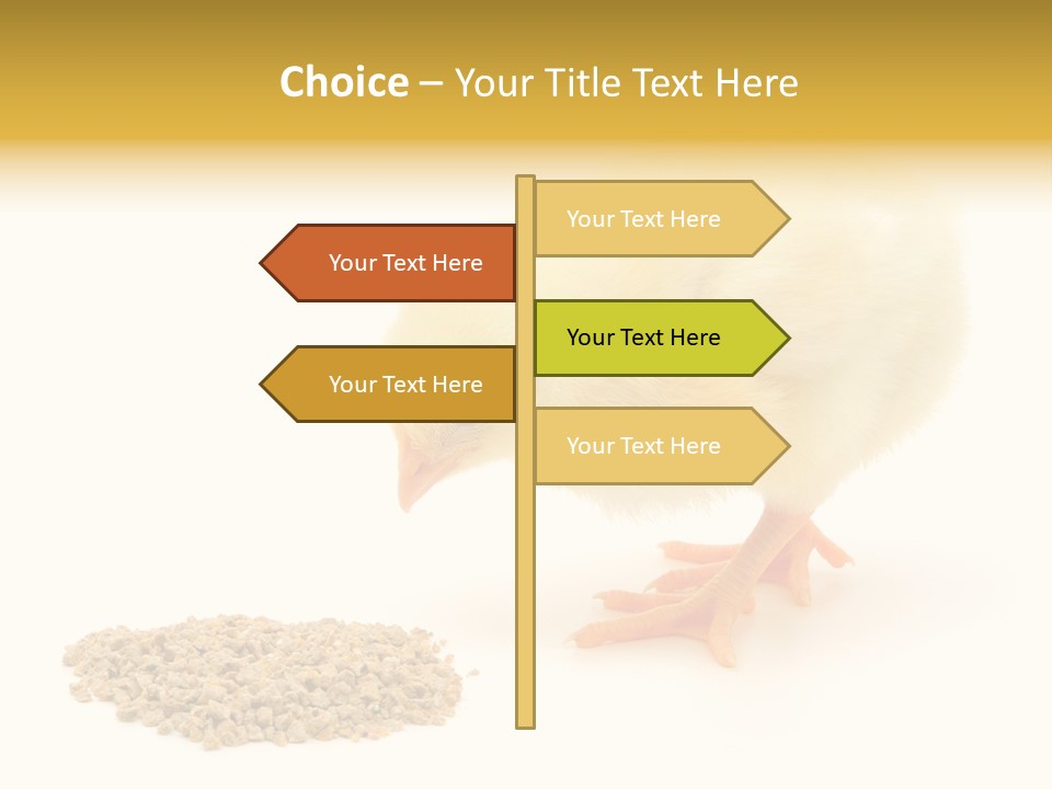 Chick Feed Hen PowerPoint Template