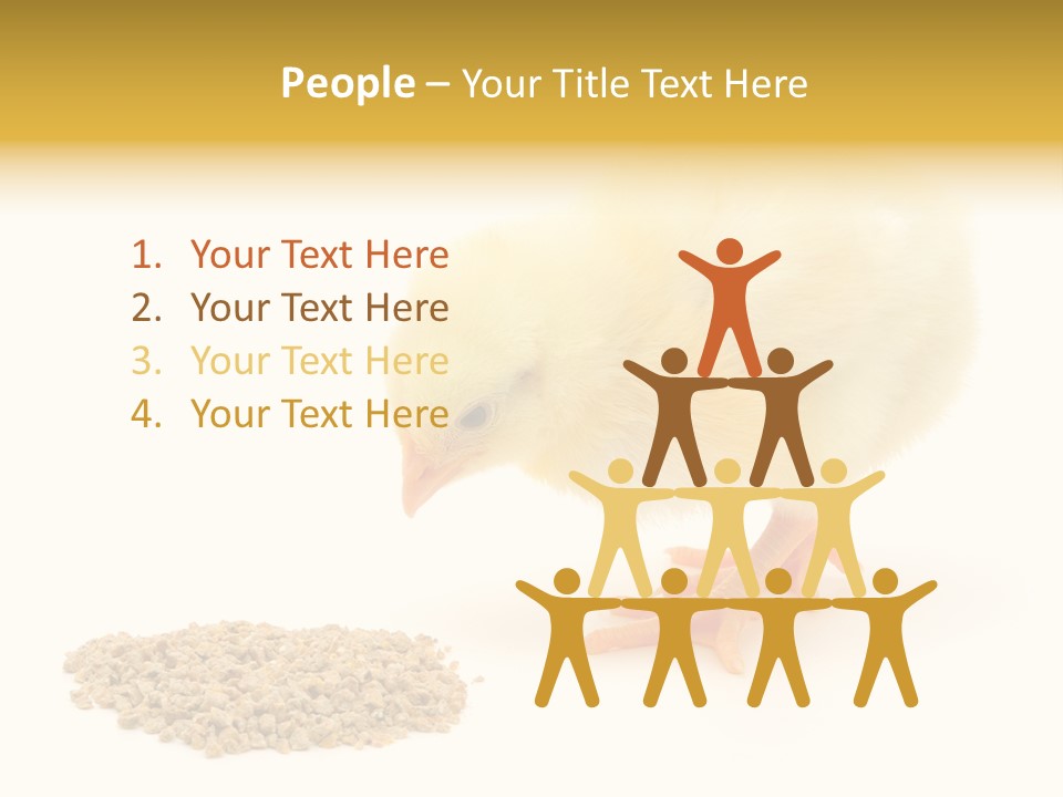 Chick Feed Hen PowerPoint Template
