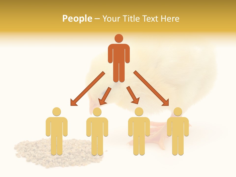 Chick Feed Hen PowerPoint Template