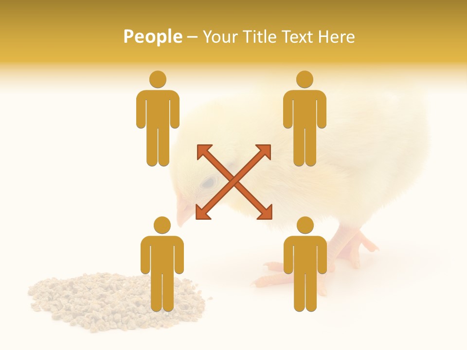 Chick Feed Hen PowerPoint Template