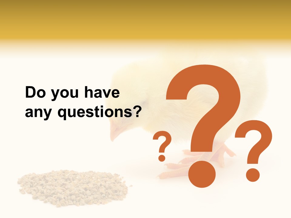 Chick Feed Hen PowerPoint Template