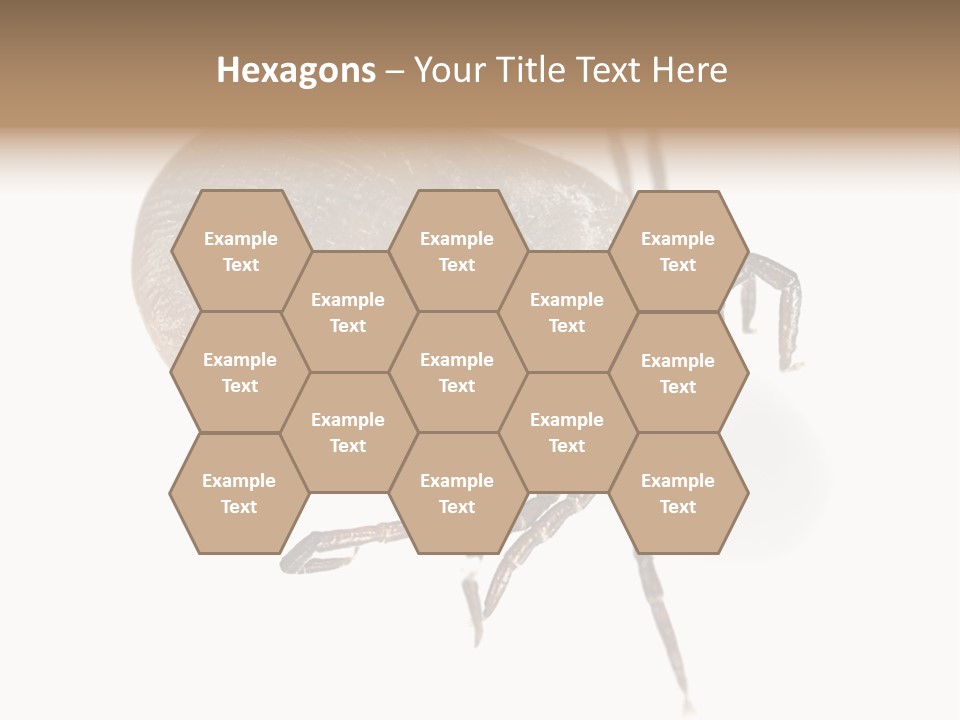 Small Isolated On White Brown PowerPoint Template