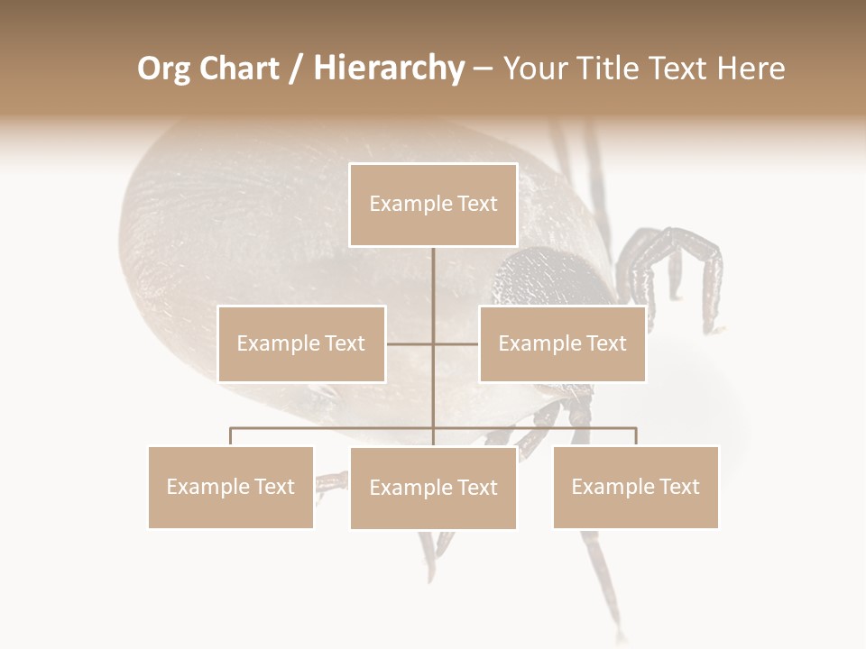 Small Isolated On White Brown PowerPoint Template