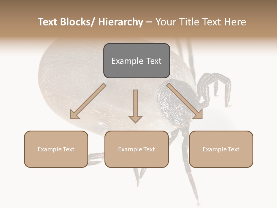 Small Isolated On White Brown PowerPoint Template