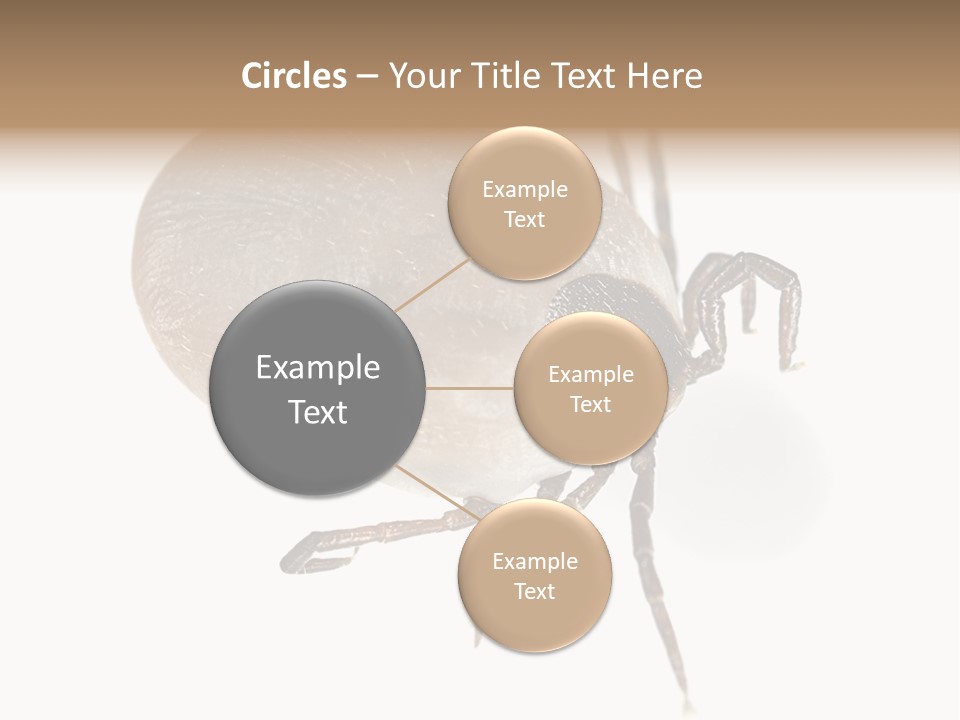 Small Isolated On White Brown PowerPoint Template