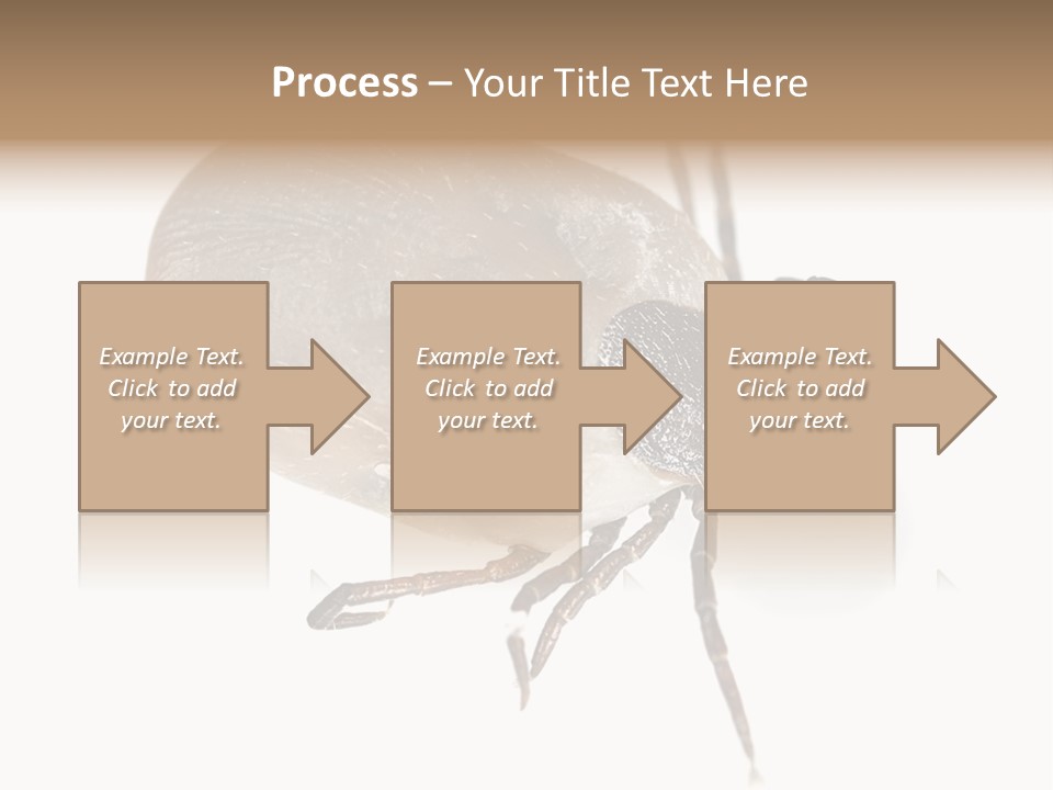 Small Isolated On White Brown PowerPoint Template