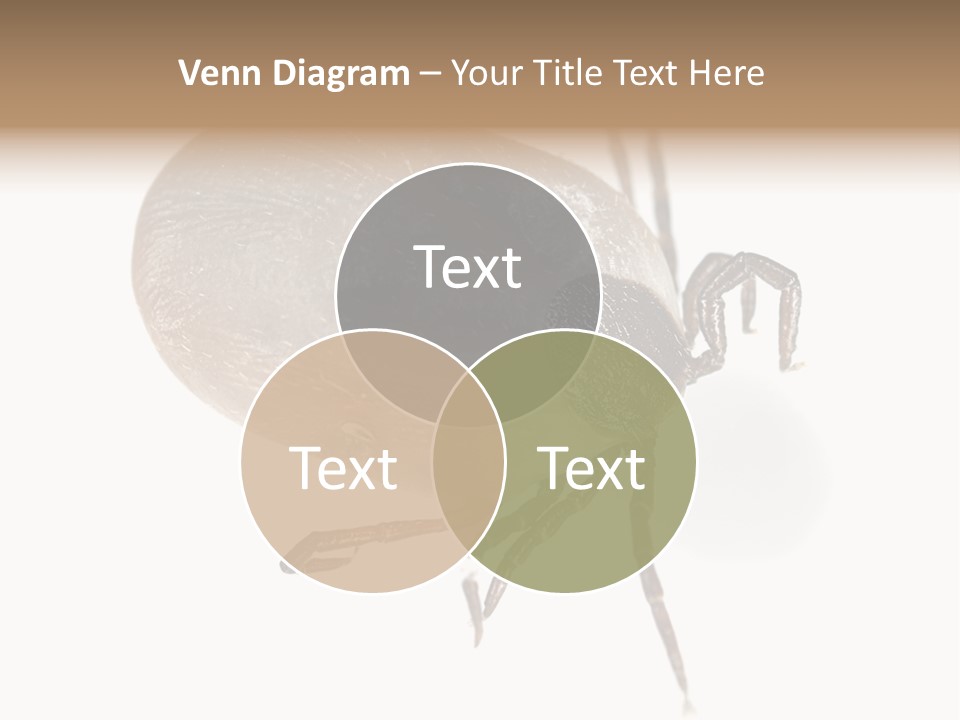 Small Isolated On White Brown PowerPoint Template