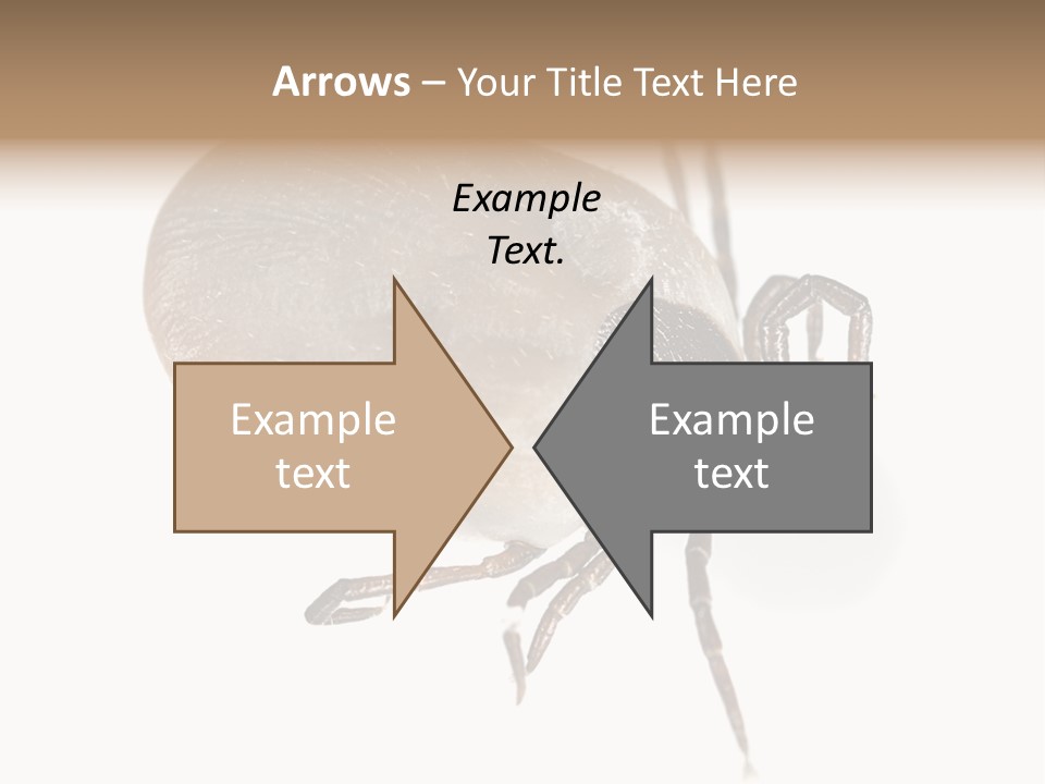 Small Isolated On White Brown PowerPoint Template