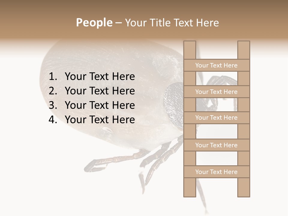 Small Isolated On White Brown PowerPoint Template