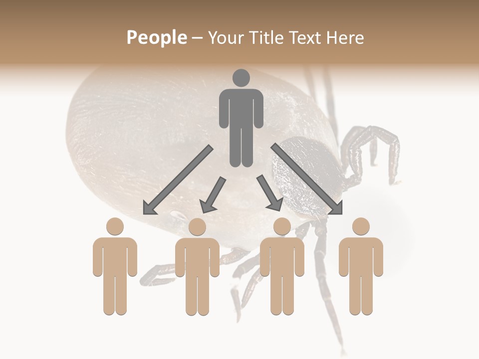 Small Isolated On White Brown PowerPoint Template