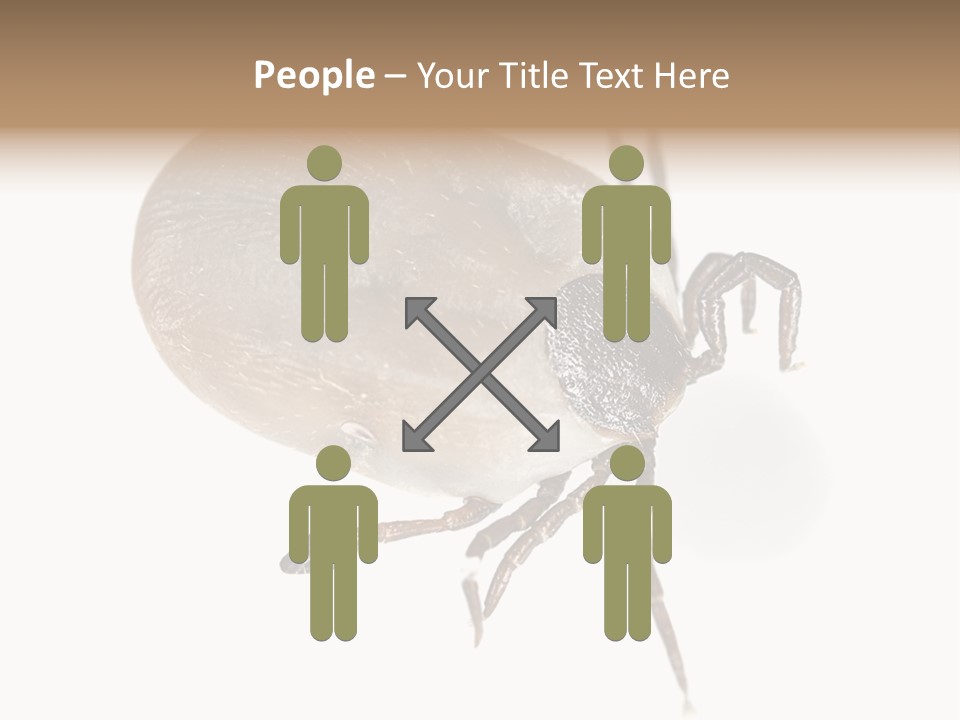 Small Isolated On White Brown PowerPoint Template