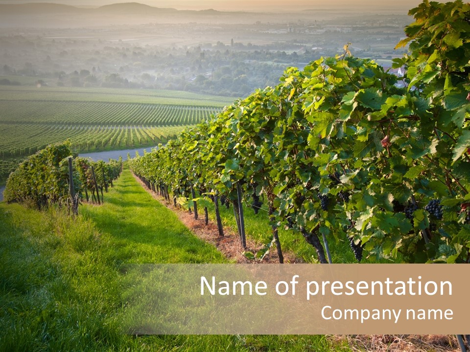 Countryside Landscape Winery PowerPoint Template