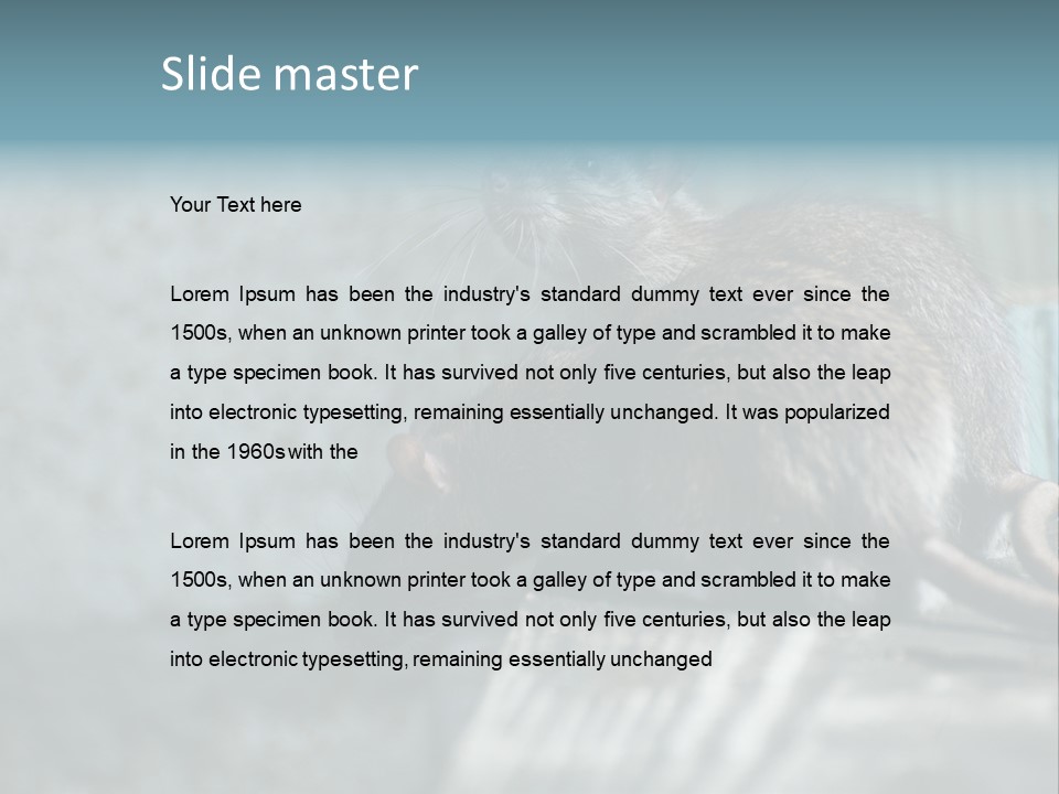 Cats And Dogs Asia Rat Terrier PowerPoint Template