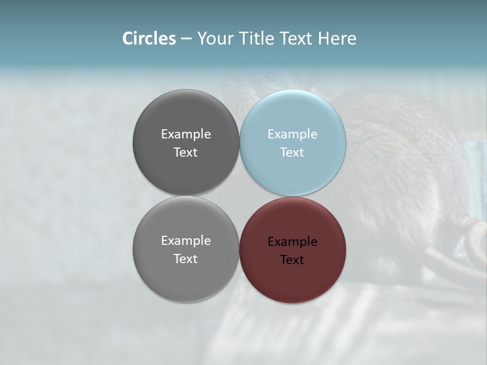 Cats And Dogs Asia Rat Terrier PowerPoint Template