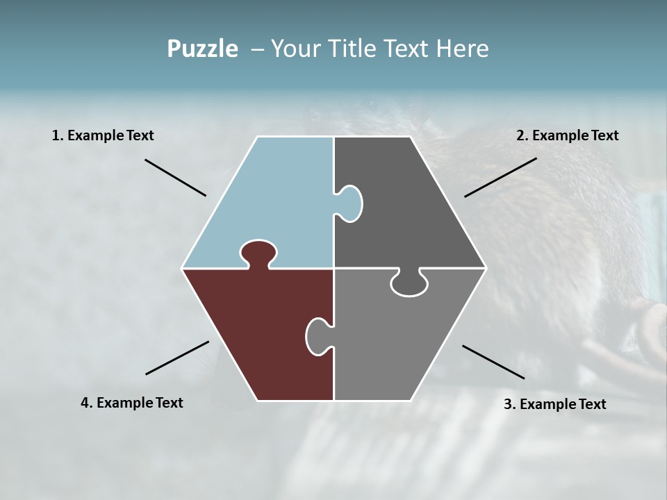 Cats And Dogs Asia Rat Terrier PowerPoint Template