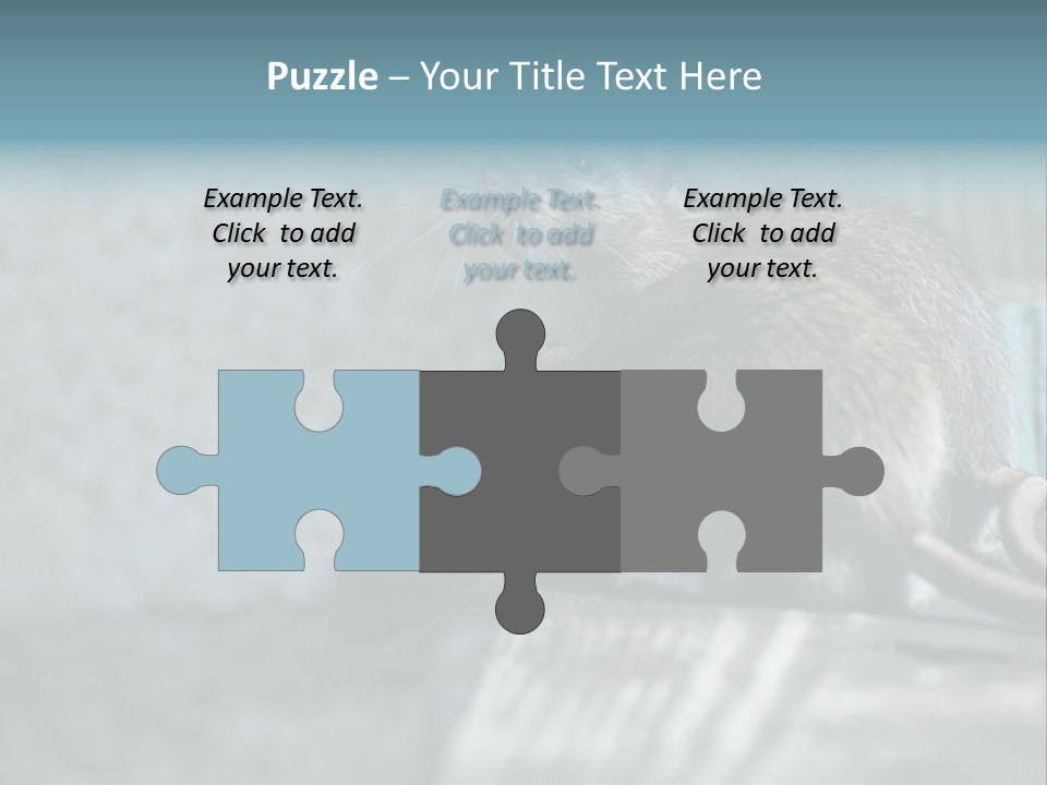 Cats And Dogs Asia Rat Terrier PowerPoint Template