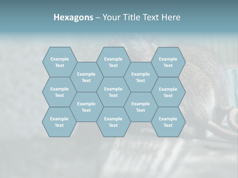 Cats And Dogs Asia Rat Terrier PowerPoint Template