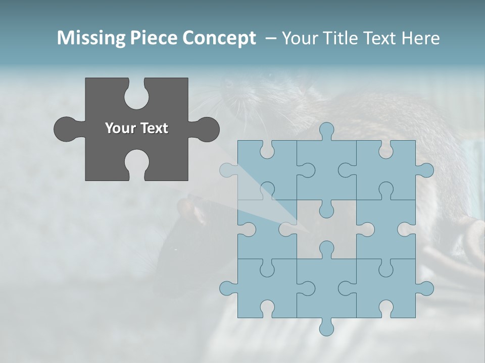 Cats And Dogs Asia Rat Terrier PowerPoint Template