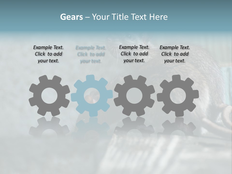 Cats And Dogs Asia Rat Terrier PowerPoint Template