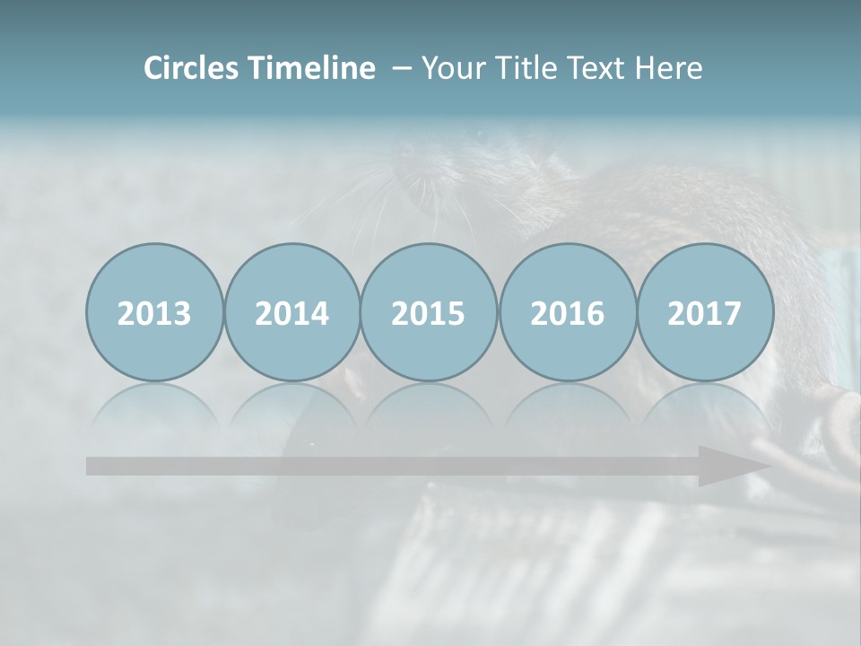 Cats And Dogs Asia Rat Terrier PowerPoint Template