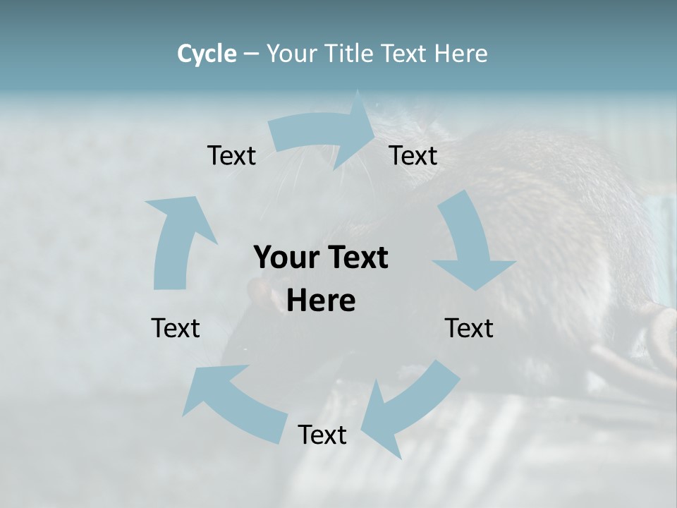 Cats And Dogs Asia Rat Terrier PowerPoint Template