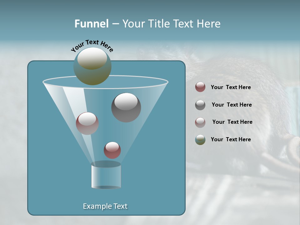 Cats And Dogs Asia Rat Terrier PowerPoint Template