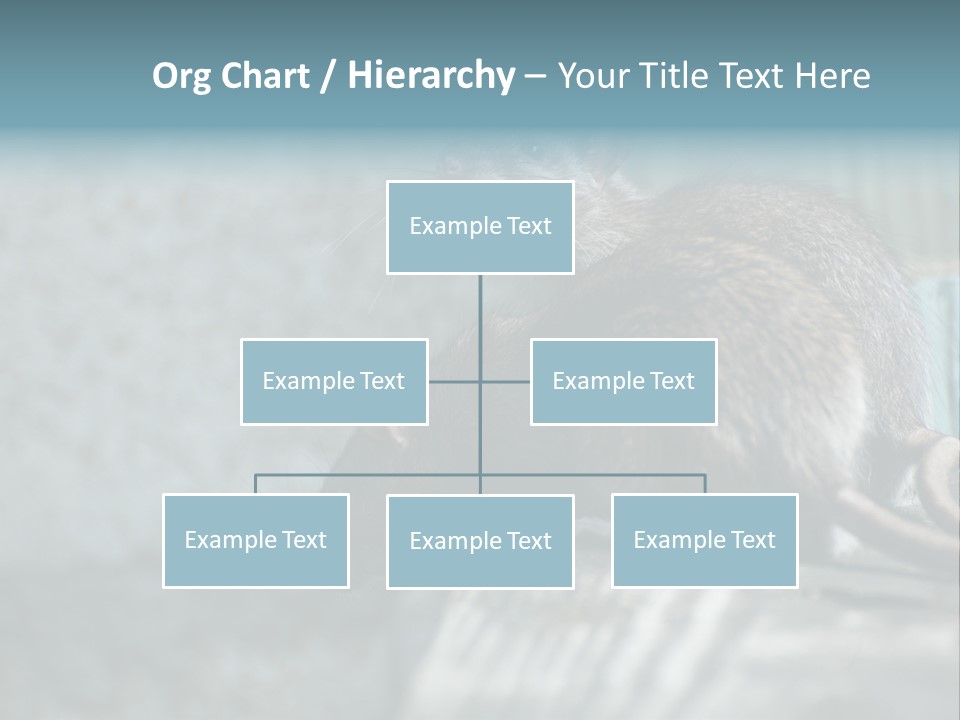 Cats And Dogs Asia Rat Terrier PowerPoint Template