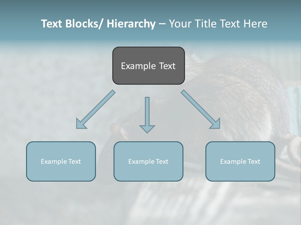 Cats And Dogs Asia Rat Terrier PowerPoint Template