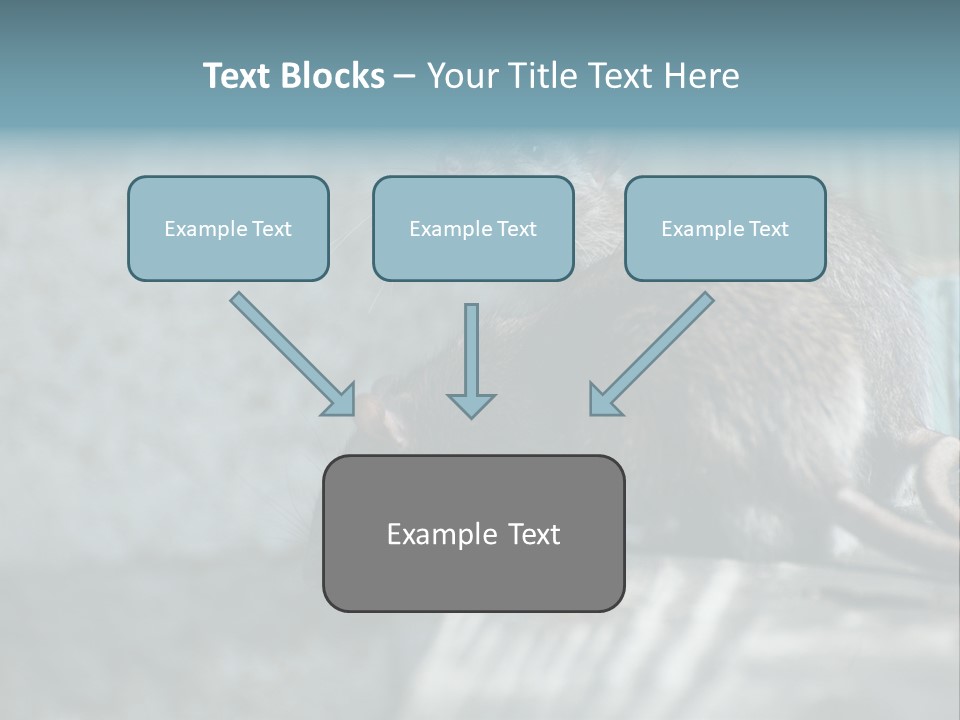 Cats And Dogs Asia Rat Terrier PowerPoint Template