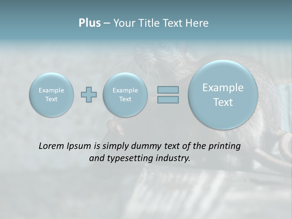 Cats And Dogs Asia Rat Terrier PowerPoint Template