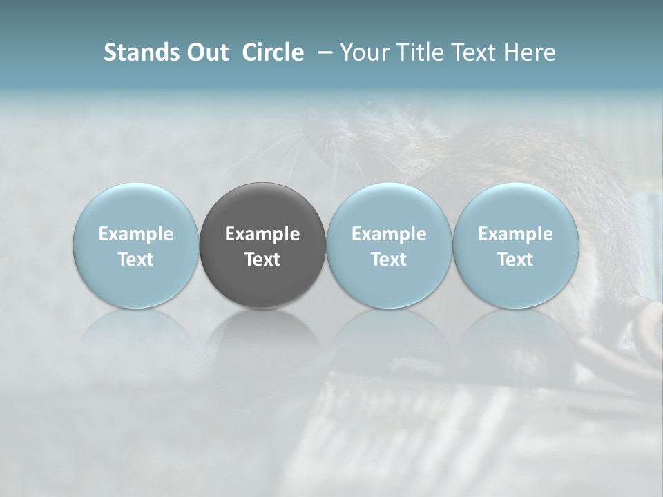 Cats And Dogs Asia Rat Terrier PowerPoint Template