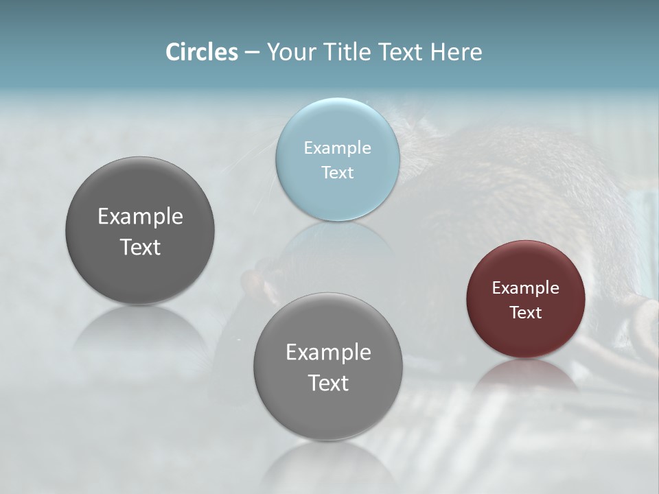 Cats And Dogs Asia Rat Terrier PowerPoint Template