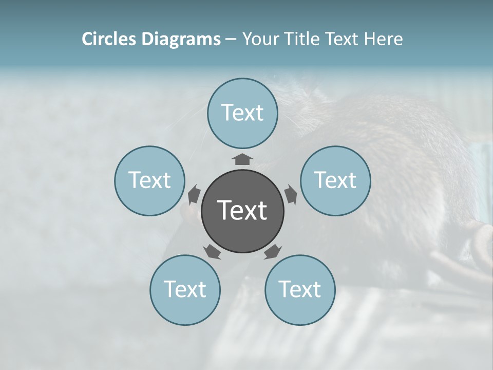 Cats And Dogs Asia Rat Terrier PowerPoint Template