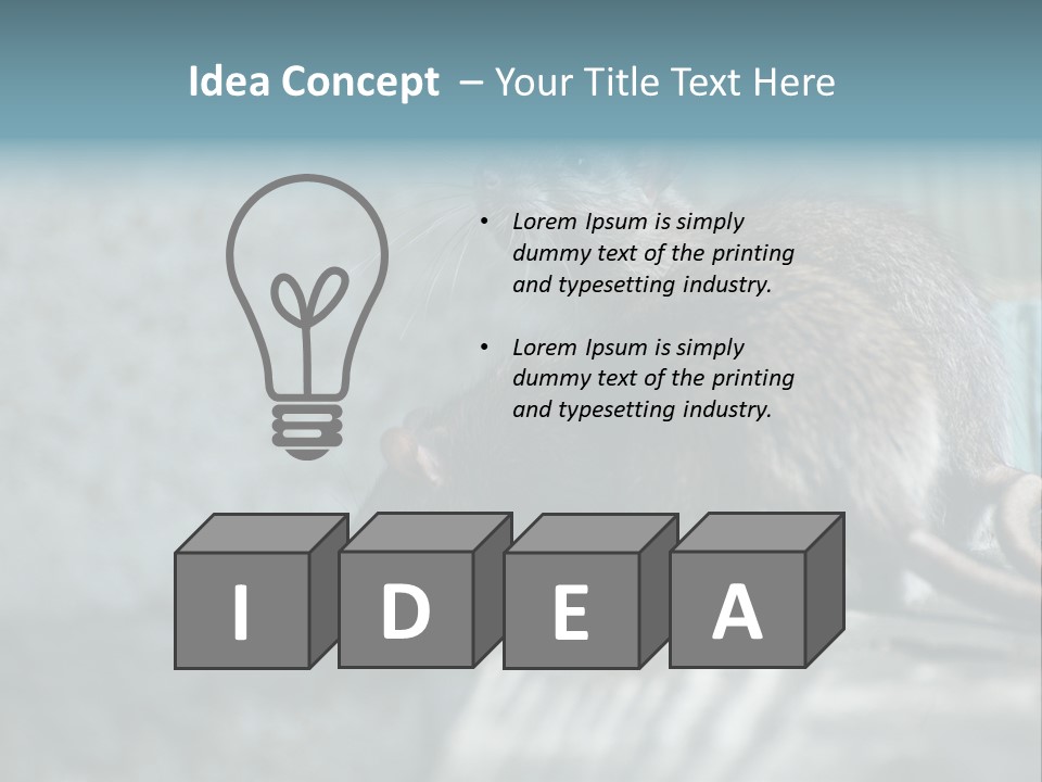 Cats And Dogs Asia Rat Terrier PowerPoint Template