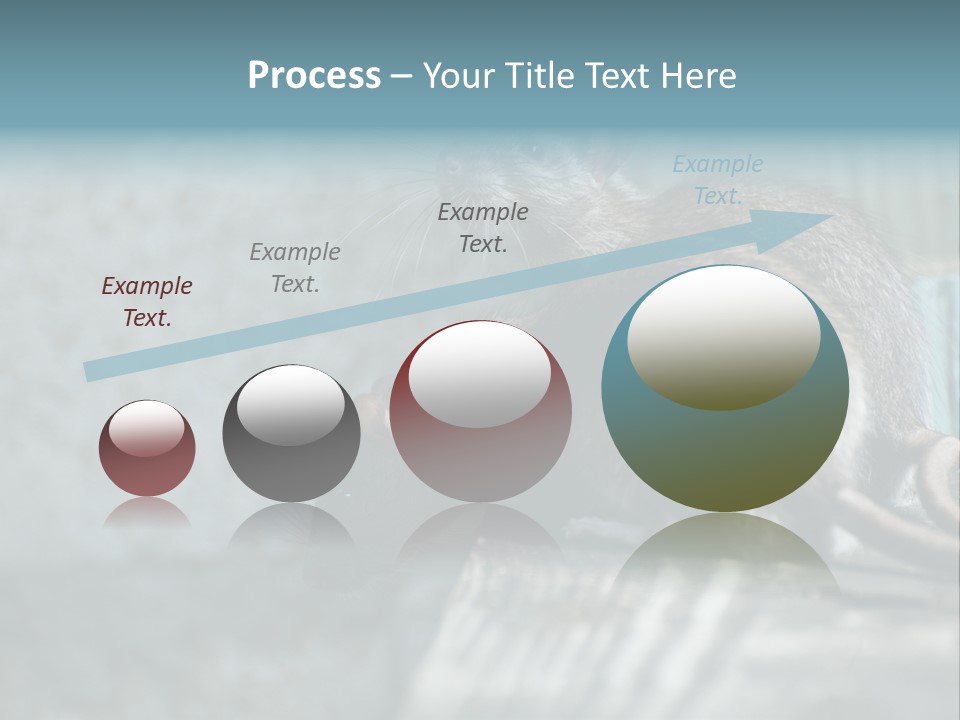 Cats And Dogs Asia Rat Terrier PowerPoint Template