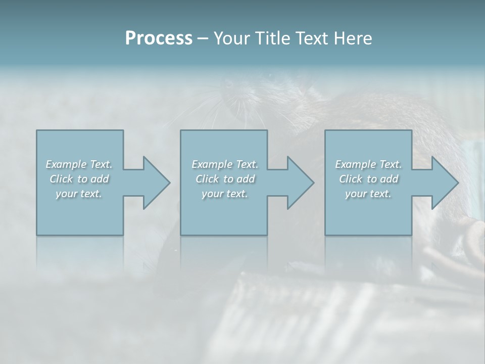 Cats And Dogs Asia Rat Terrier PowerPoint Template