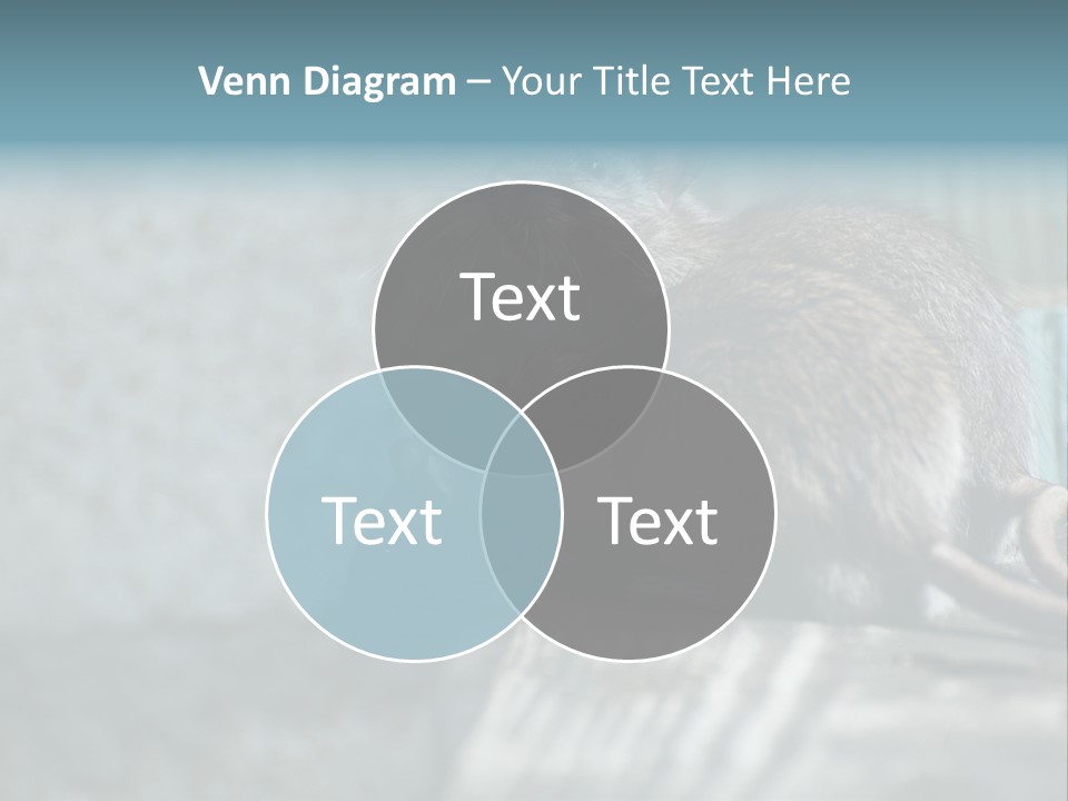 Cats And Dogs Asia Rat Terrier PowerPoint Template