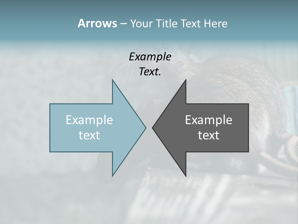 Cats And Dogs Asia Rat Terrier PowerPoint Template