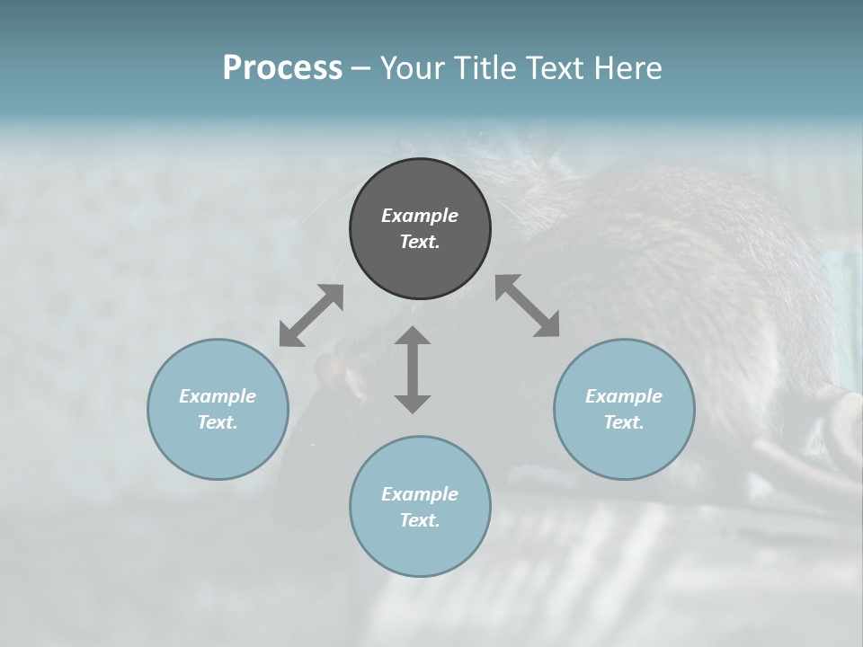 Cats And Dogs Asia Rat Terrier PowerPoint Template