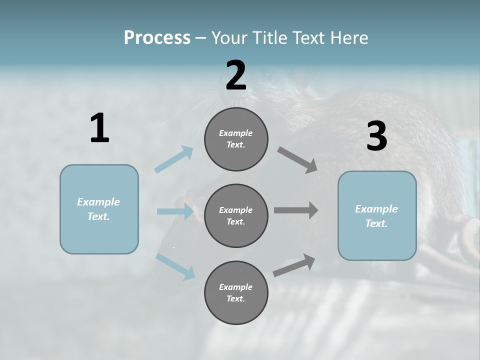 Cats And Dogs Asia Rat Terrier PowerPoint Template