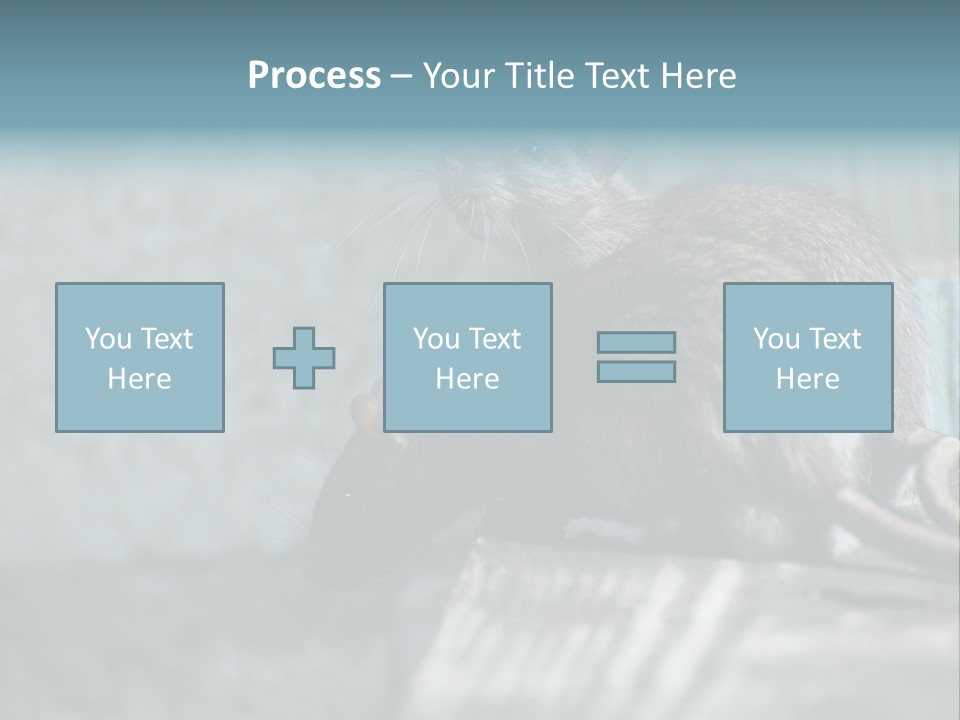 Cats And Dogs Asia Rat Terrier PowerPoint Template