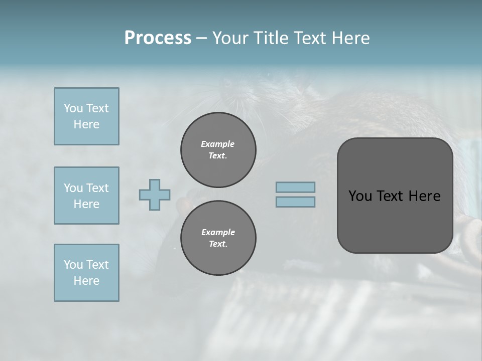 Cats And Dogs Asia Rat Terrier PowerPoint Template