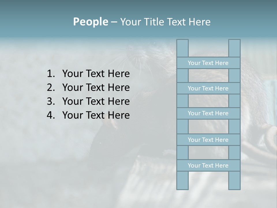 Cats And Dogs Asia Rat Terrier PowerPoint Template